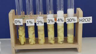 Kartoffel  Wasserstoffperoxid  Einfluss der Substratkonzentration auf Enzyme [upl. by Nawtna]