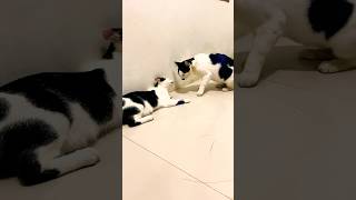 cat fight catfight cat catslover [upl. by Nivrem]