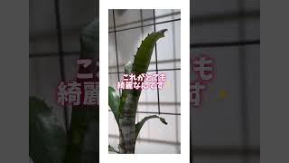 🌿パイプライン🌿ビルベルギア 空のイルカ 熱帯植物 植物好き plants plantlover 観葉植物 billbergia 植物パイプライン [upl. by Brodie]