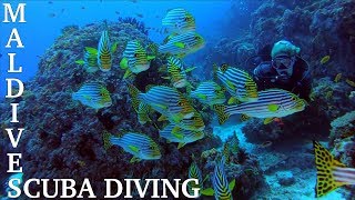 Maldives Scuba Diving  Feb 2019 on Carpe Diem Liveaboard Dive Boat [upl. by Rahs100]