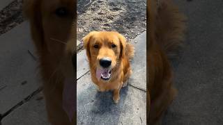 WHOS A GOOD SCOOB🐶 dogshorts scoobydoo funnyvideo goldenretreiver [upl. by Ennaeiluj499]