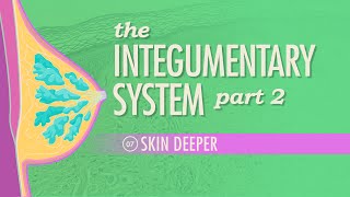 The Integumentary System Part 2  Skin Deeper Crash Course Anatomy amp Physiology 7 [upl. by Ashford]