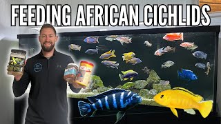 FEEDING AFRICAN CICHLIDS How Much How Often amp What Food  10 Tips [upl. by Bernat]