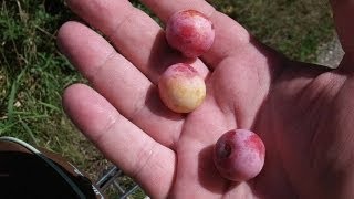 How To Identify Wild Plums Prunus americana Identification [upl. by Salvatore]