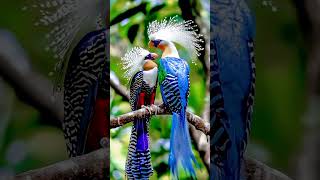 Discover the 3 Most Gorgeous Birds in the World Right Now [upl. by Copp]