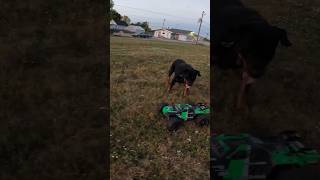 Team Corally Kagama VS Rottweiler [upl. by Farmann]