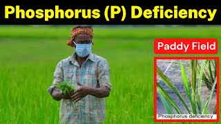 Phosphorus P Deficiency in Paddy Field  How to Identify amp Management  Krishi Network [upl. by Karlie937]