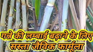 ganne ki lambai aur motai kaise badhaye गन्ने की लम्बाई और मोटाई कैसे बढ़ाये [upl. by Aihsetan]