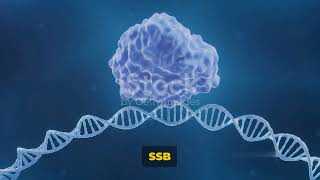 Single Strand Binding Proteins [upl. by Hau939]