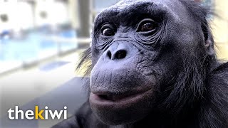 Kanzi The ape that understands humans and knows over 3000 words [upl. by Ydor]