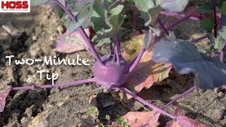 How to Grow Delicious Purple and White Kohlrabi [upl. by Ponce]