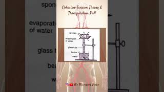 A fun experiment demonstrating how water can defy gravity STEMwithGU science scienceexperiment [upl. by Aiykan]