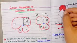 Septum formation in common atrium  CVS embryology by Drsafwan Naveed [upl. by Darill]