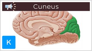 Cuneus  Anatomical Terms Pronunciation by Kenhub [upl. by Gladdie824]