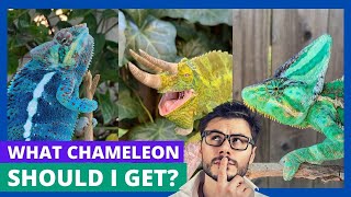 Chameleon Species Showdown Find Your Ideal Pet [upl. by Caundra177]