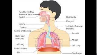 Histology of Respiratory system part 1 Nasal cavity and larynx [upl. by Seys]