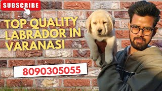 Top Quality LABRADOR female Puppy  Delivery All Over India Available [upl. by Ingmar433]