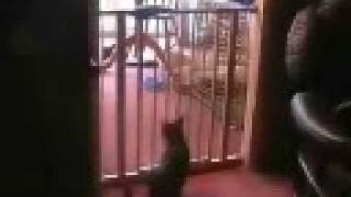 Best Cat Jump Ever JUMPS OVER BABY GATE [upl. by Kcoj795]