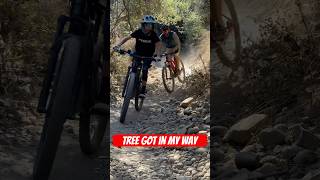 Mountain biking today tree got in my way Feet flying in the air mountainbiking mountianbiking [upl. by Nivel987]