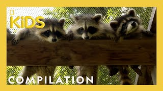 Rescuing Baby Animals  Bandit Patrol  Nat Geo Kids Compilation  natgeokids [upl. by Grantland]