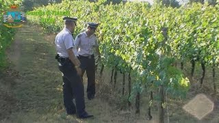 Brunello di Montalcino contraffatto sequestrati nel senese 165mila litri di DOCG falso [upl. by Tilagram222]