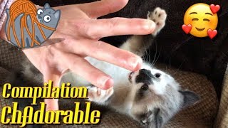 Compilation CHAdorable  Kitten Cute Moment [upl. by Alie682]