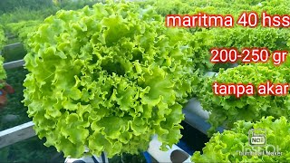 Review selada maritima dari indoseed 40 hss  pengganti caipira [upl. by Monica]