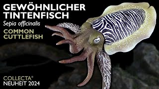 Collecta ® Gewöhnlicher Tintenfisch  Sepia officinalis  Common Cuttlefish  2024 Review [upl. by Millian557]