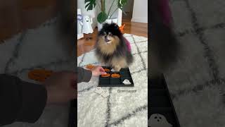 Playing tic tac toe with my Pomeranian 👻🎃 pomeranian dog [upl. by Tisha]