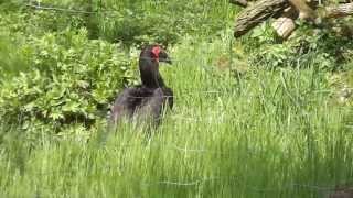 Ein südlicher Hornrabe Bucorvus leadbeateri im Zoo Neuwied [upl. by Barthelemy728]