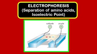 Electrophoresis  Separation of amino acids Isoelectric point pI [upl. by Noxas]