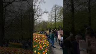 Keukenhof Gardens 2024keukenhof netherlands [upl. by Ail]