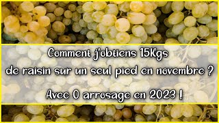 🍇Vignes 🍇 au jardin potager en permaculture  Novembre récolte abondante de raisin  Méthode [upl. by Niboc893]