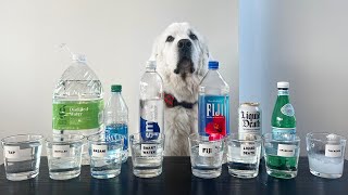 DOG TESTS WATER TAP FIJI SPARKLING THICK  Super Cooper Sunday 339 [upl. by Safoelc405]