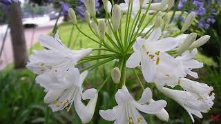 Цветок небесной чистоты Агапантус Agapanthus [upl. by Anette]