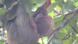 Adorable baby sloth has an itch [upl. by Rochus]