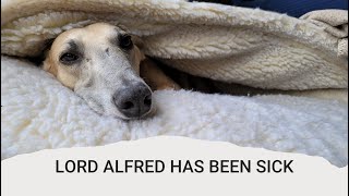 Lord Alfreds not been feeling wellgreyhound mix with anemia and pannus [upl. by Talmud]