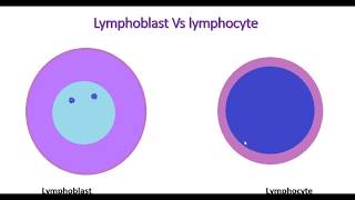 Microscopic features of lymphocyte and lymphoblastshortsyoutube [upl. by Acira]