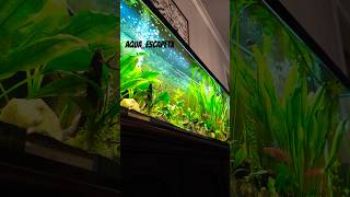 55 GALLON PLANTED TANK aquaescapetx aquarium fishtank fish aquariumfish aquascape aqua [upl. by Elbert]