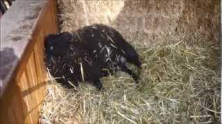 Black Welsh Mountain Sheep Lambing [upl. by Wilinski]