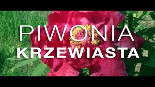 Piwonia Krzewiasta w ogrodzie Krystyny Renc w Chodzieży [upl. by Adorl213]