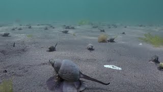 CONOCIENDO A LOS CARACOLES MARINOS DE LA PATAGONIA [upl. by Oiluig]