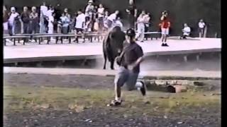 Bison Chases a Crowd at Old Faithful  Yellowstone [upl. by Asyen296]