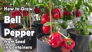 How to Grow Bell Peppers from Seed in Containers  Easy planting guide [upl. by Atirys]