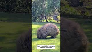 This Wombats Lunchtime Will Brighten Your Day [upl. by Clementine]