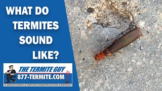 What do termites sound like Listen carefully [upl. by Aenitsirhc]