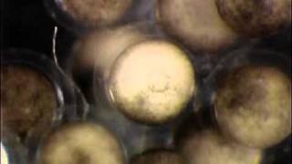 Xenopus tropicalis  Gastrulation [upl. by Nlycaj]