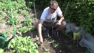 How To Maintain amp Thin Out Parsnip Plants [upl. by Varini]