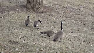 Canada geese came back [upl. by Latsyrhc513]