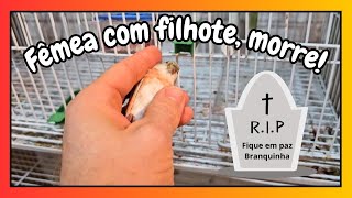 Ave morre com filhote no ninho veja o que fazer [upl. by Yetta]